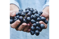 Image Man holding fresh blurberries